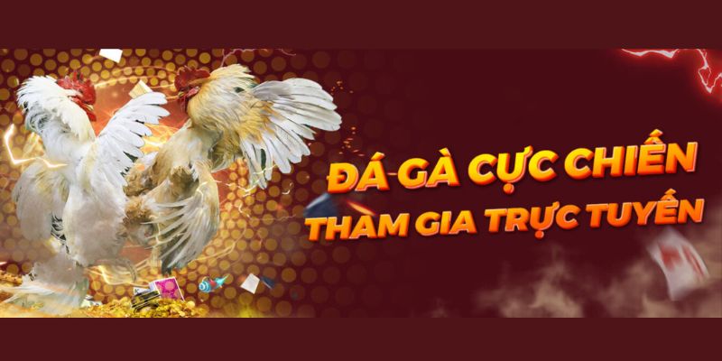 Người chơi cần nắm rõ luật đá gà Campuchia trực tiếp